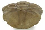 Bargain, Enrolled Subasaphus Laticaudatus Trilobite - Russia #363102-1